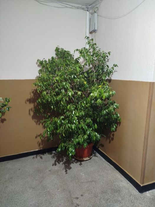 Голямо цвете Бенджамин