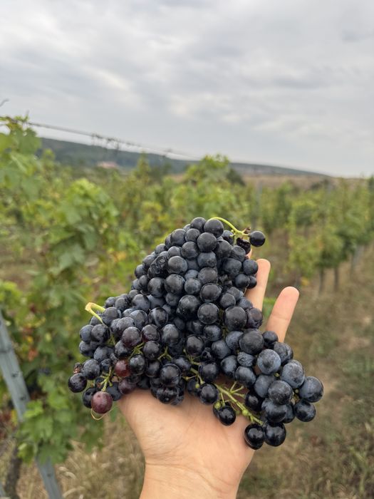 Struguri negri pentru vin -soiuri nobile