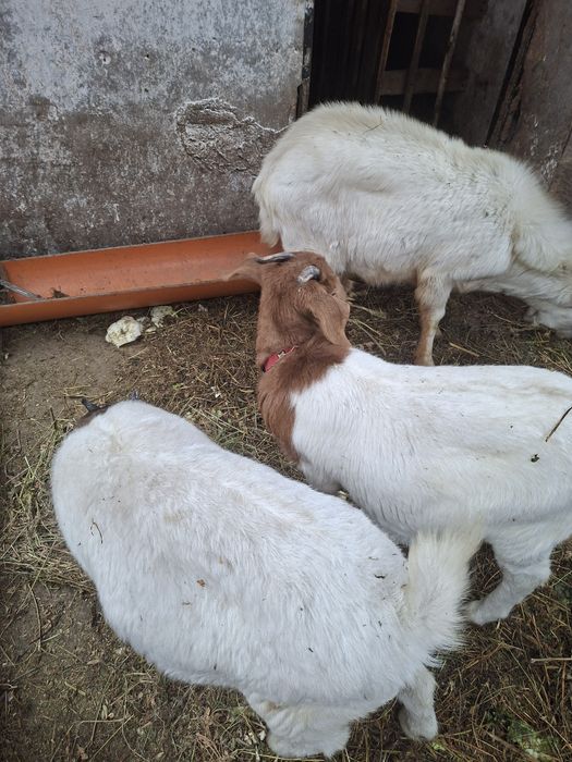 Ieduțe din rasa boer și un țap rasa saanen    1500 toate tre