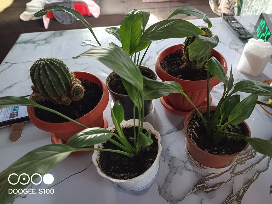 Продам домашние цветы