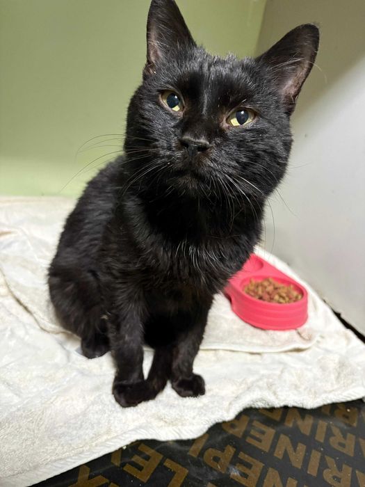 Хозяин Мистера Кота будет удивительным и храбрым человеком..