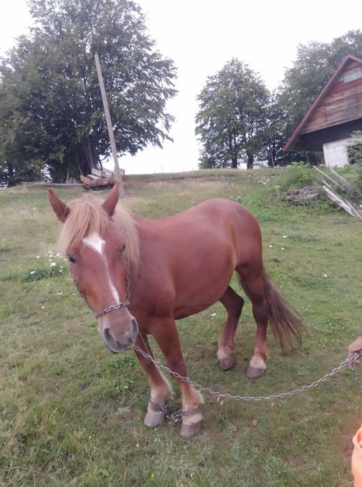 CAI vând un cal și o iapa