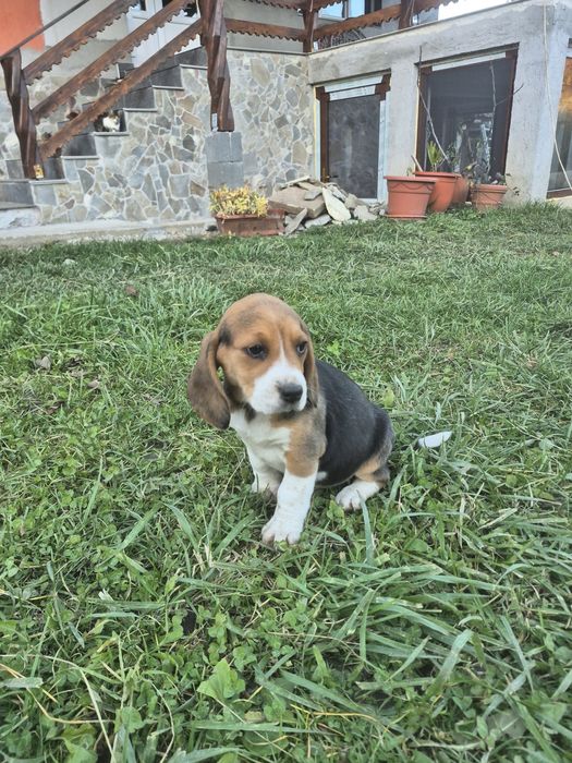 Cățelus Beagle Tricolor