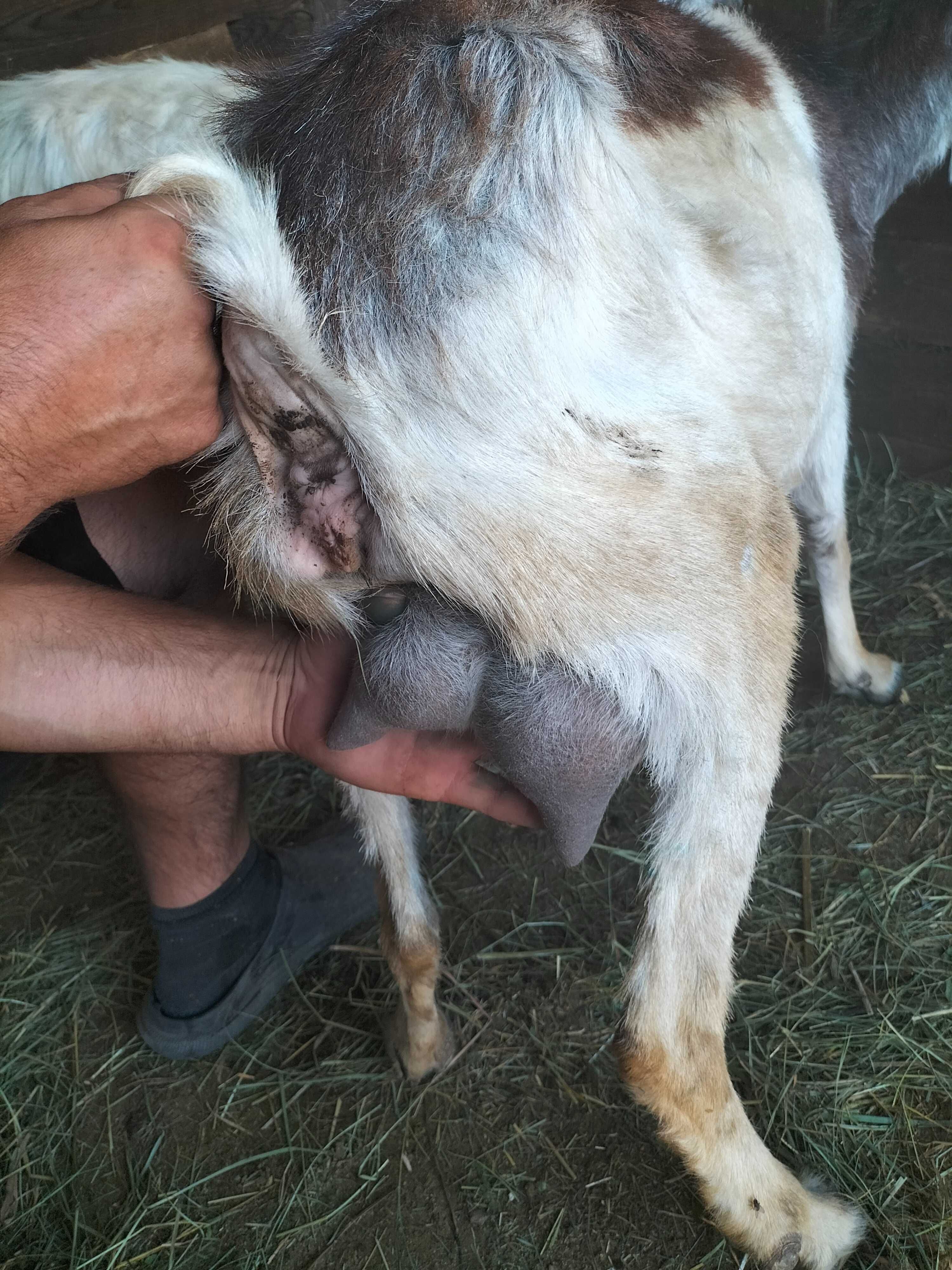 Vând 6 capre și ieduțe din primăvară.