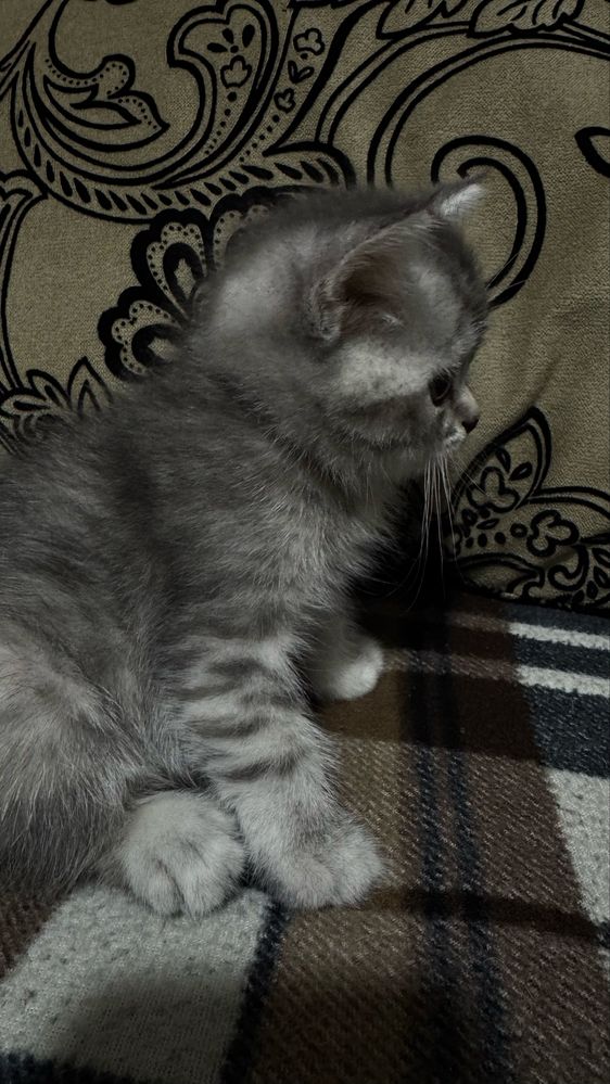 Скоттиш Страйт ( котята )