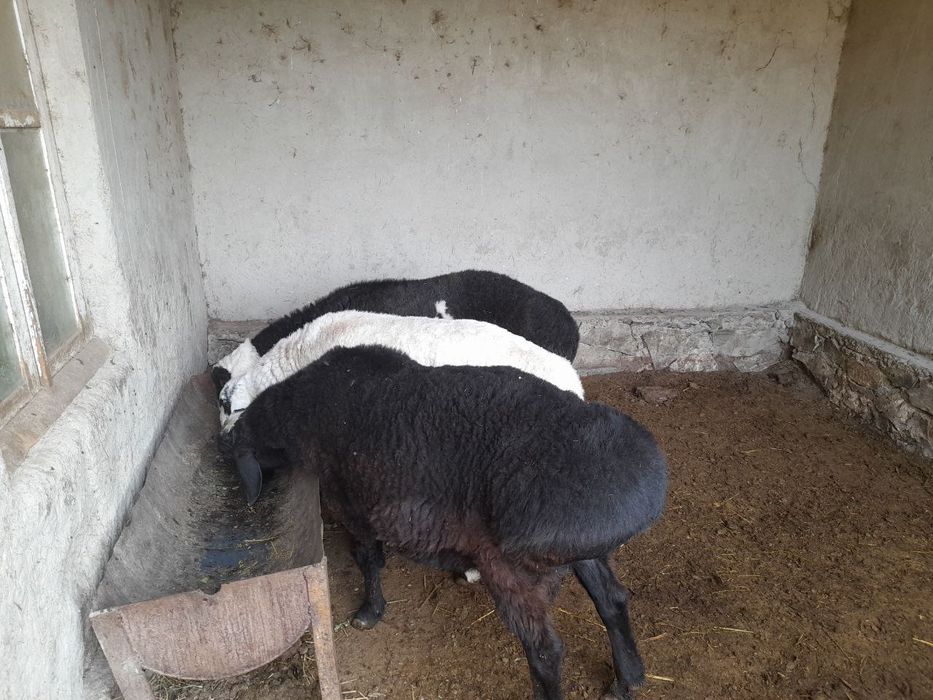 Баран зотдор кучкорлар