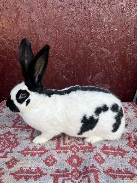 Iepuri Fluture  Pestriț German