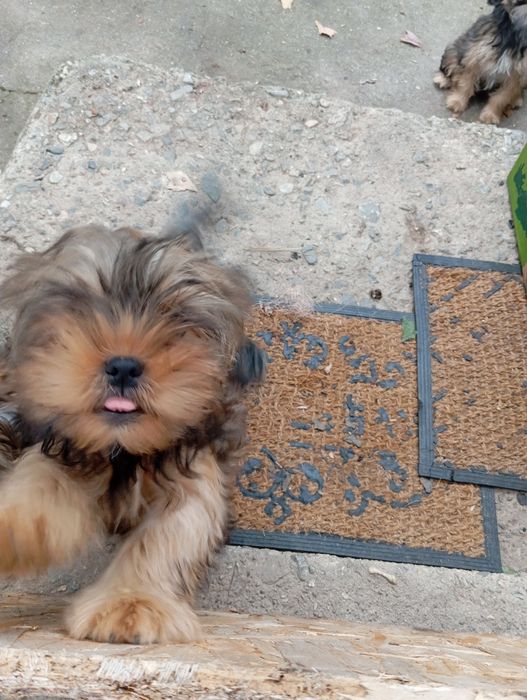 Йорки 2 броя продавам!!