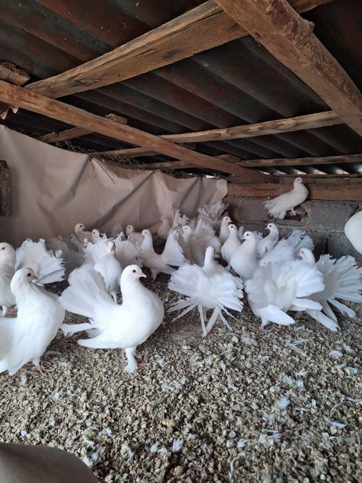 Porumbei voltati albi