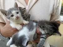 4 pisoiasi de dar spre adoptie