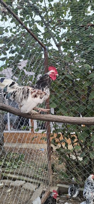 Vând cocoșei de munte.