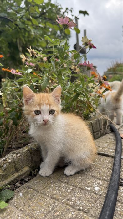Подарявям котенца