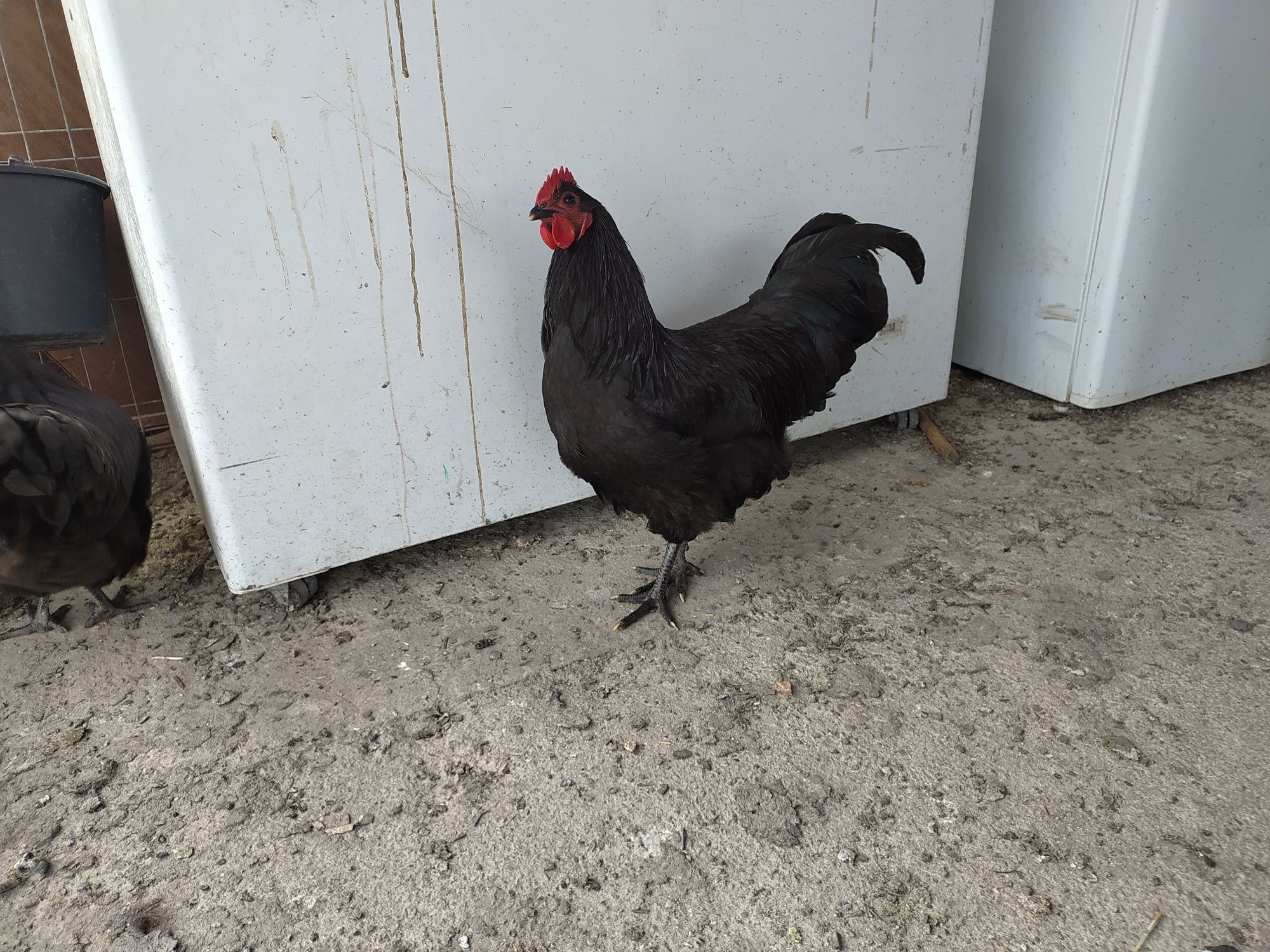 Cocoși Australorp