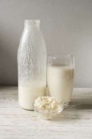 Ciuperca kefir (chefir) de lapte 30g + ghid  de utilizare