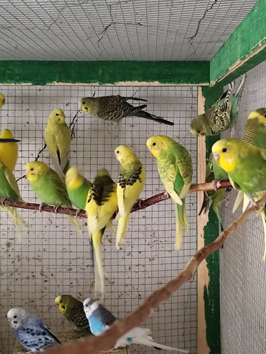 Papagali peruși, rozele , marele Alexander