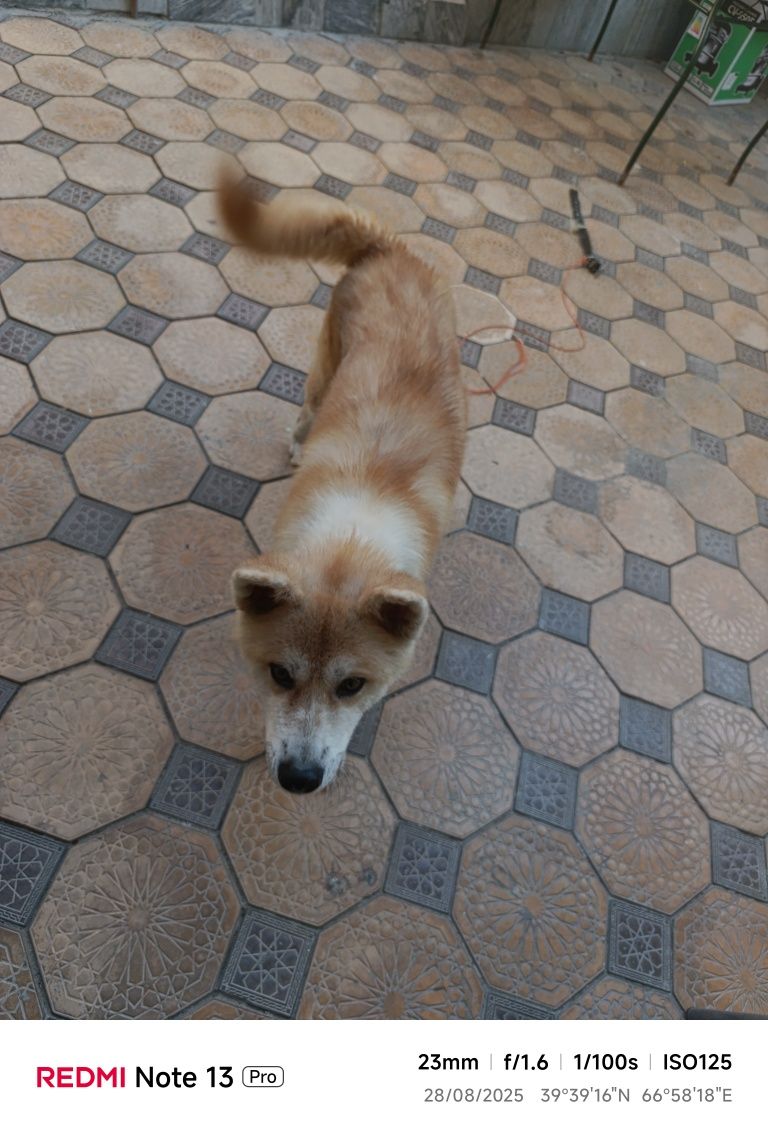 Akita inu toza paroda