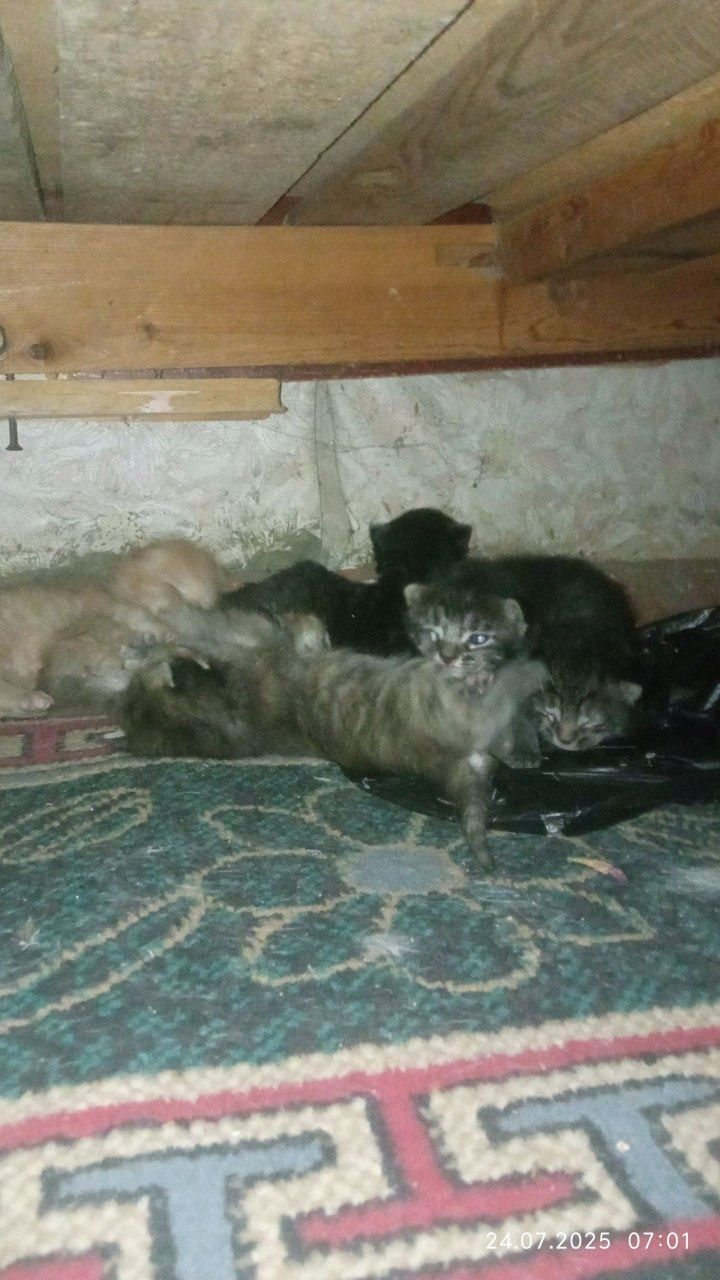 Zottor mushuk sotiladi