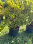 Plante ornamentale rezistente, pentru orice tip de sol și climat