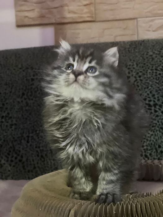 Сибирские малыши