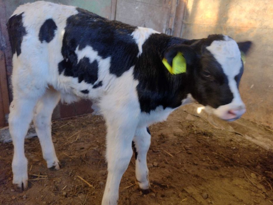 Vitel baltata romaneasca