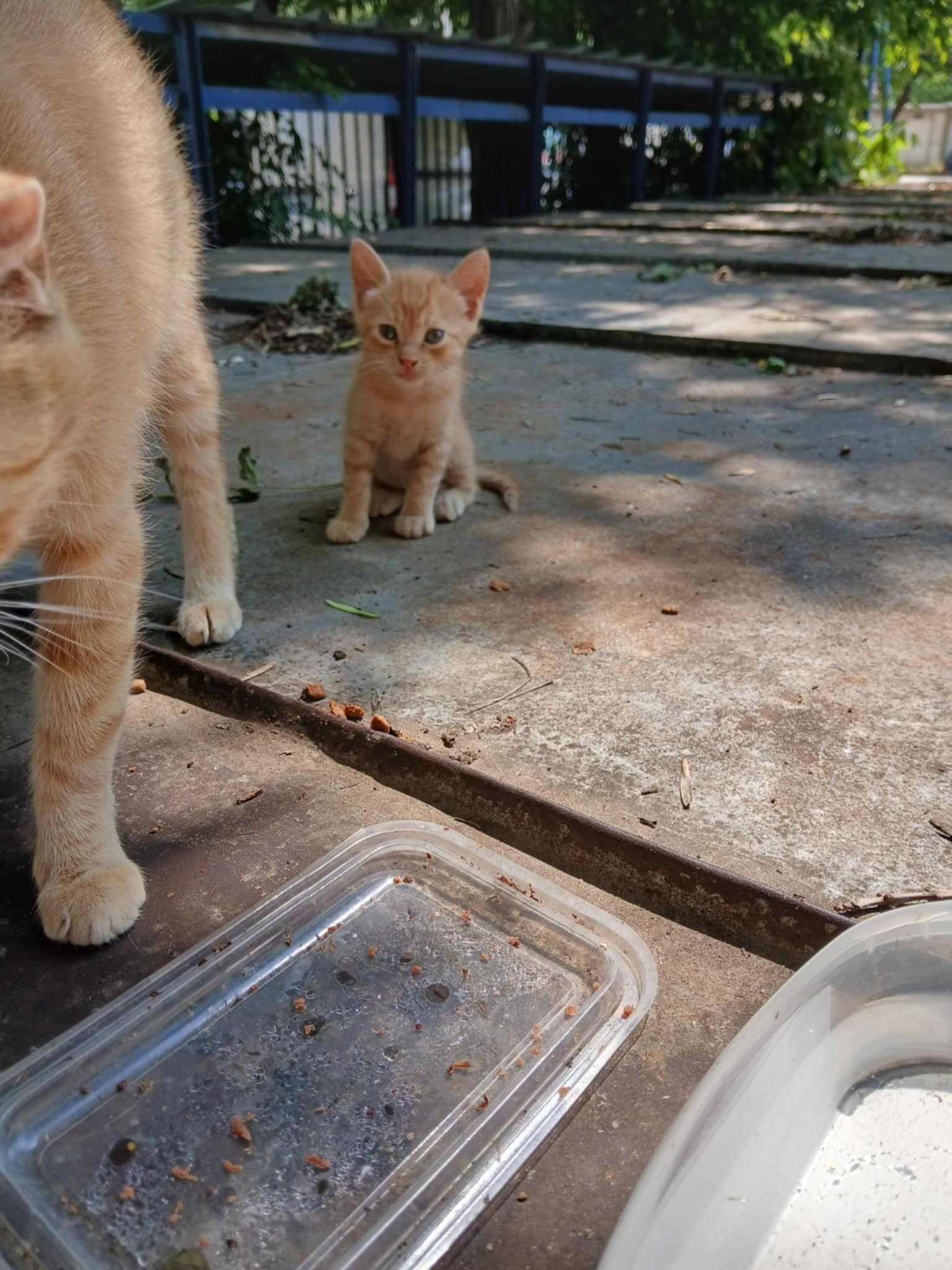 Котенца за осиновяване
