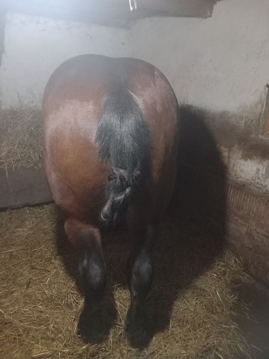 Vând cal 9 ani sau schimb