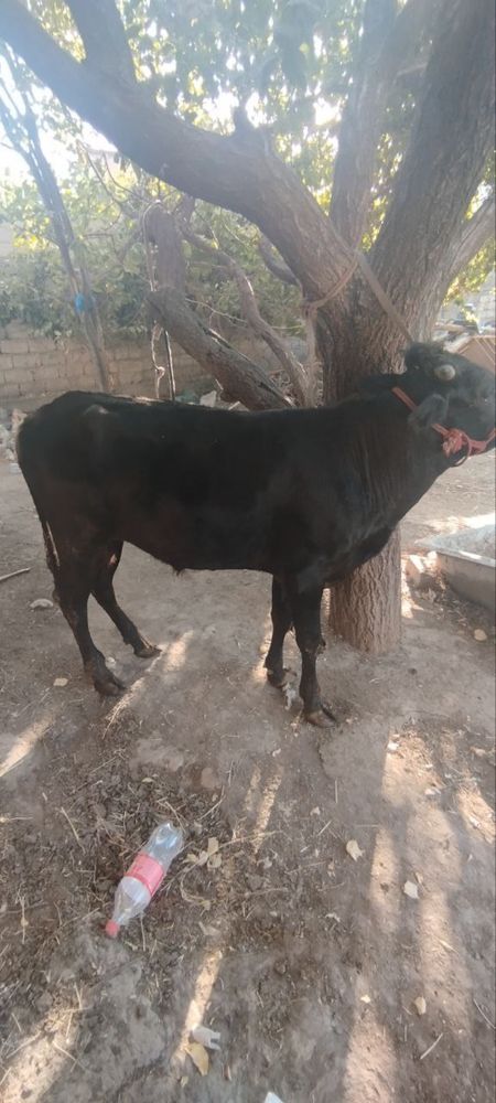 Buqacha sotiladi