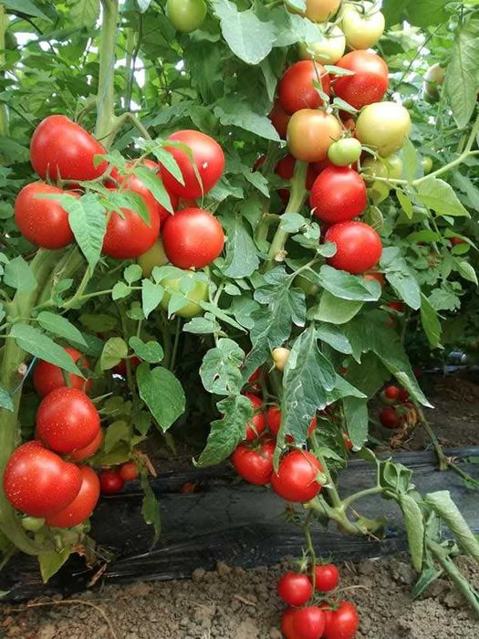 Roșii și vinete de vănzare!