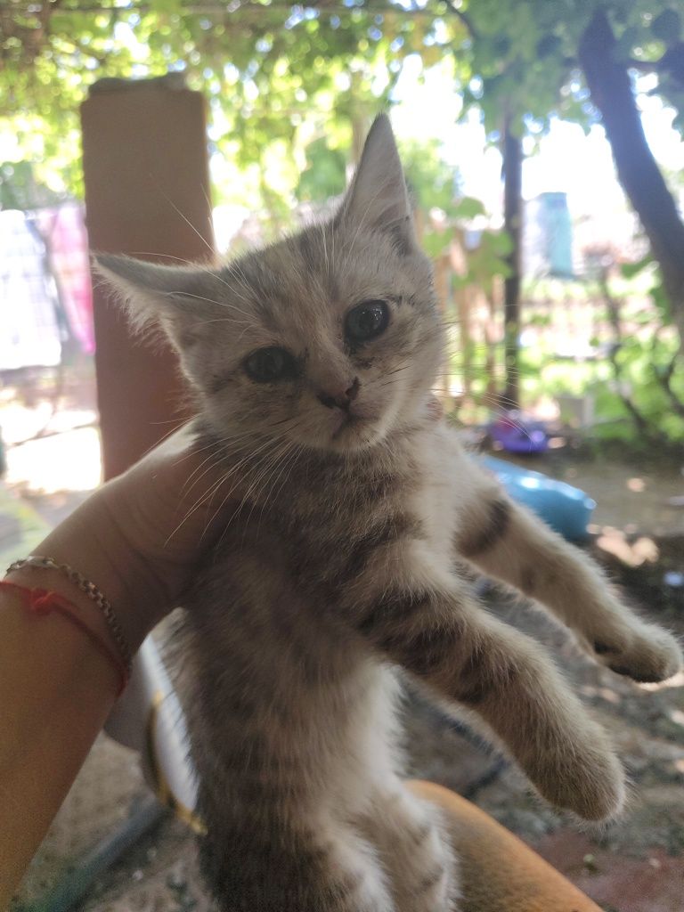 Котята найдёныш два породистых , и два простых