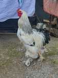 Vând cocoș de 2 ani jumate Brahma HD
