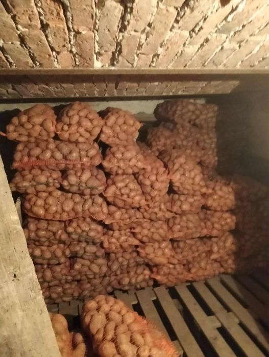 Cartofi albi de consum