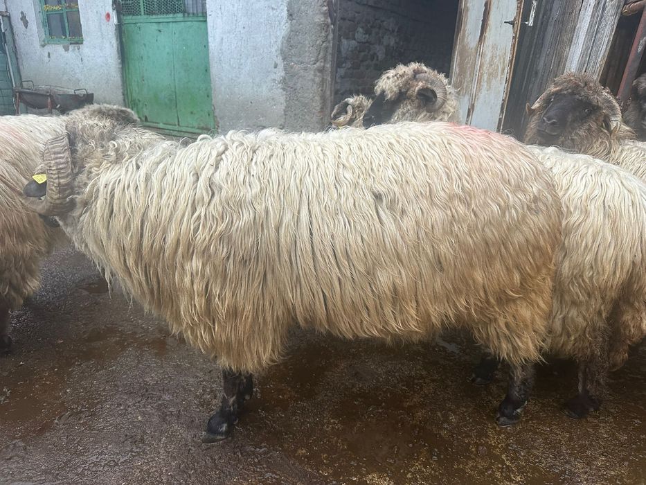 Vand noatin in varsta de 1 an