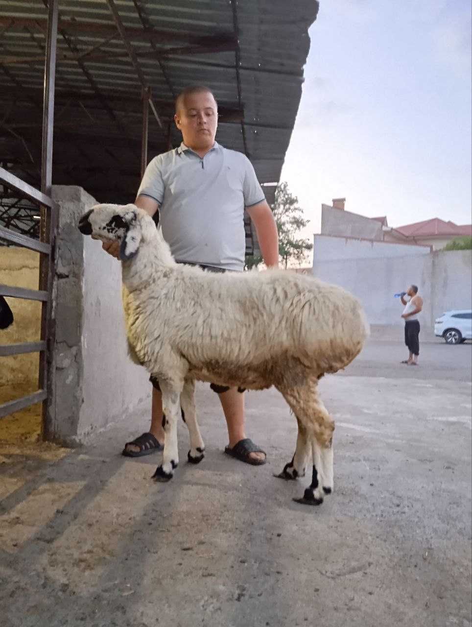 Qo'ylar hamda qassob xizmati