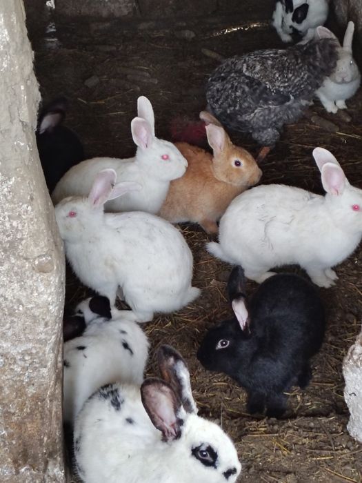 Iepuri diferite culori