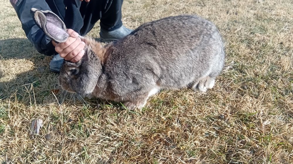 Қояндар сатылады