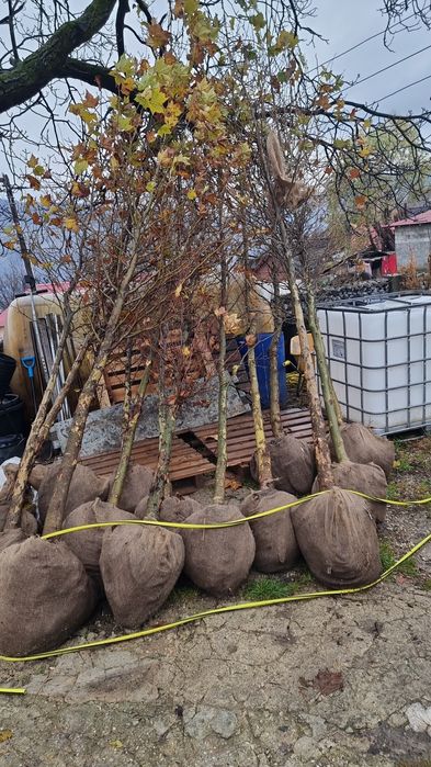 copaci ornamentali, tei argintiu, mesteacăn alb, platan englezesc