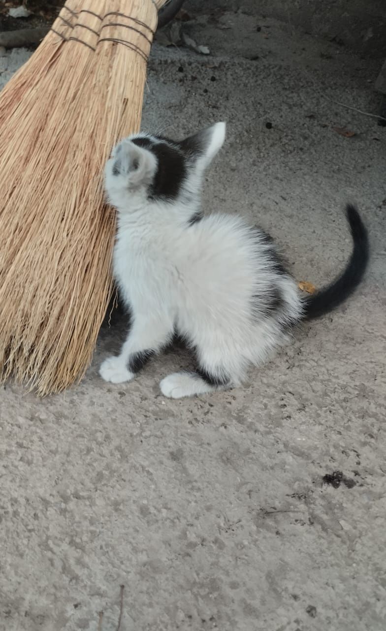Отдам котенка бесплатно