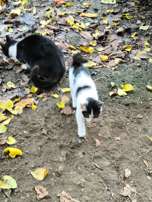 Две котета си търсят дом подарявам ги