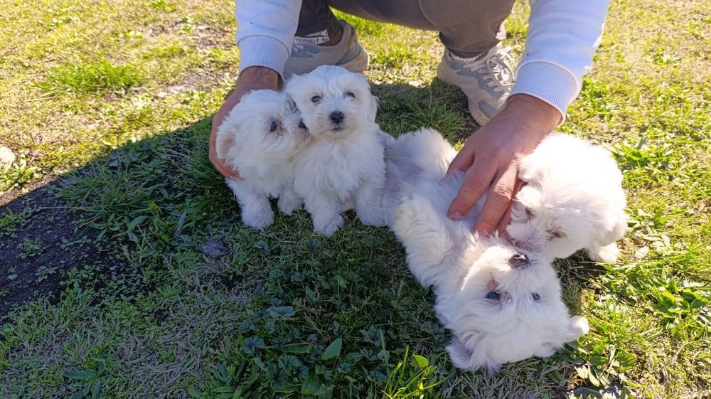 Малтийска болонка