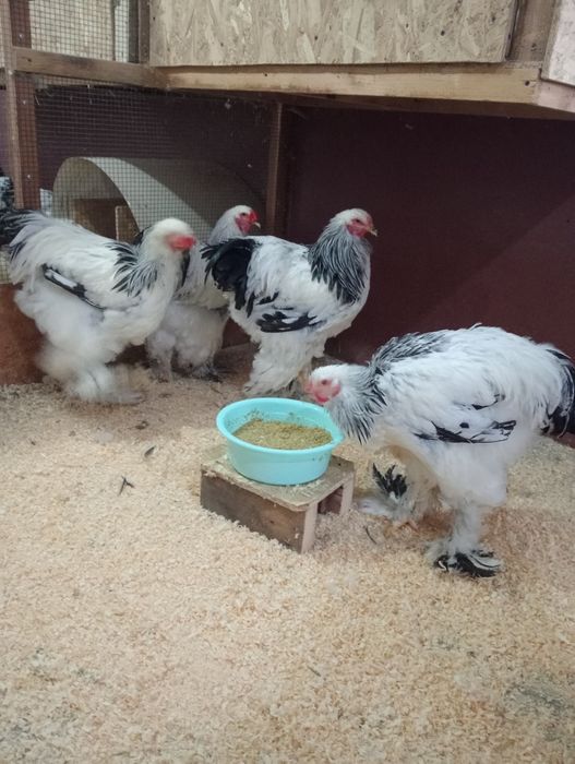 Cocosi brahma herminat deschis