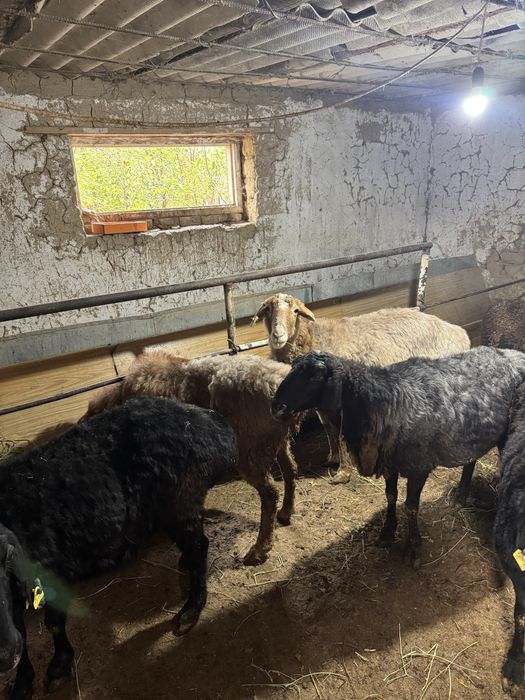 қойлар сатыладыы