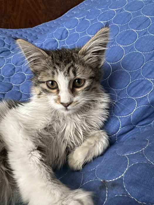 Котенок маленький и игривый