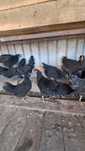 De vânxare pui de găină australorp