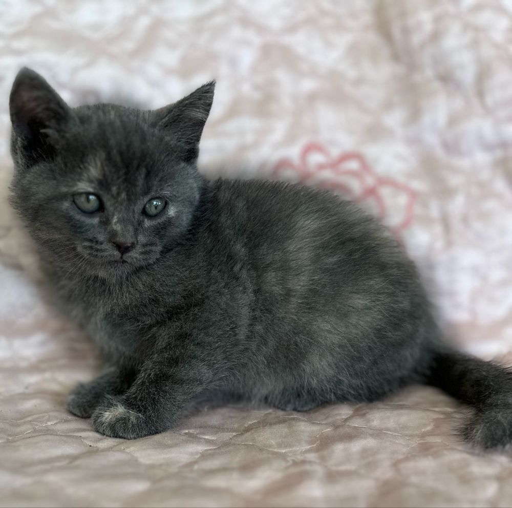 Котенок скотиш страйт девочка