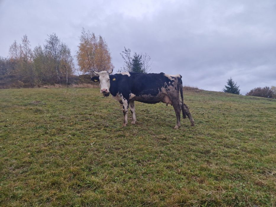 Vaca de 6 ani holstein