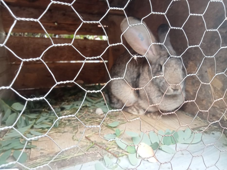 Femelă uriaș german  tatuată