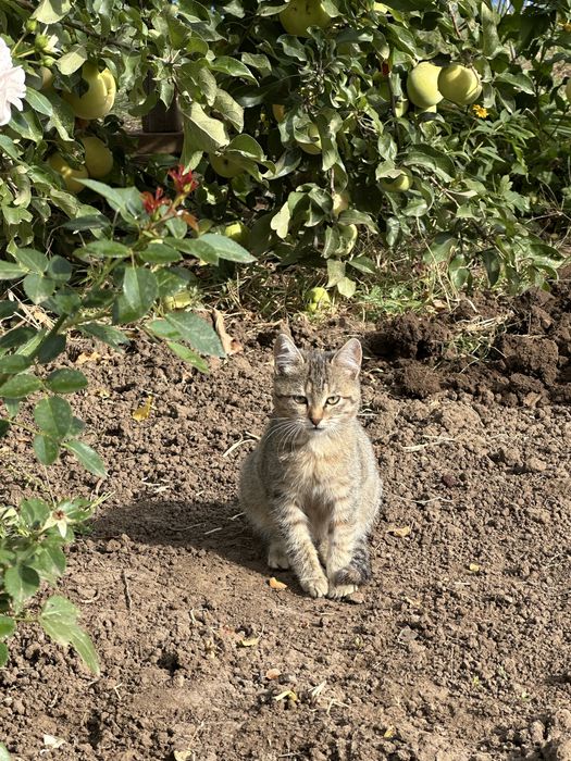 Котенок ищет добрых хозяев