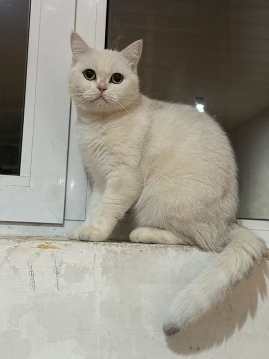 skotish strayt seribristy shinshila  qizbola