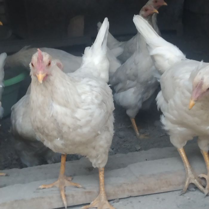 Уйда бокиган товук молотка сотилади срочно