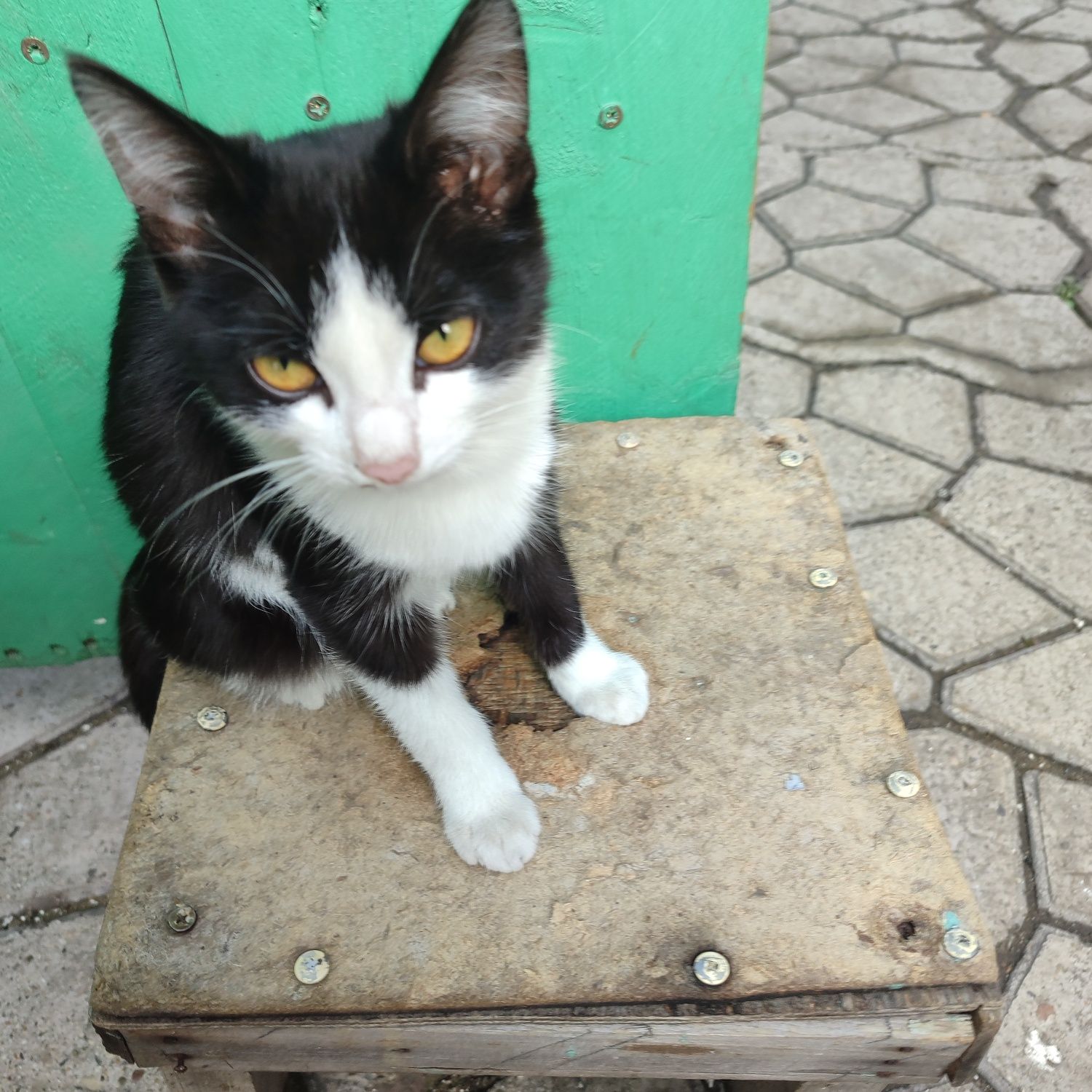 Отдам котиков 6 мес